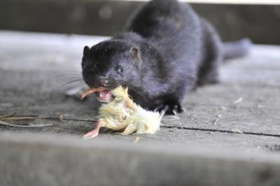 Mink