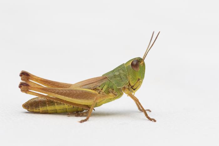 Grashopper