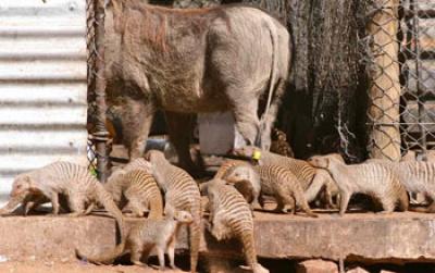 Mongoose and Warthogs Looking through Trash