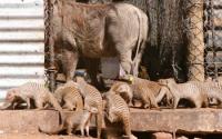 Mongoose and Warthogs Looking through Trash