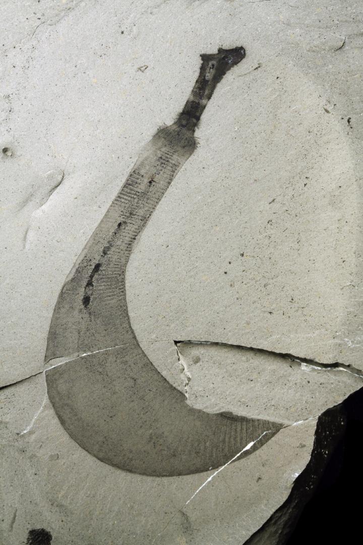 Ottoia Worm