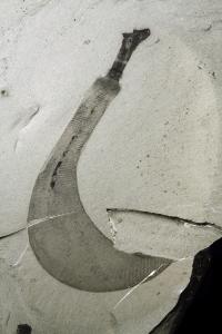Ottoia Worm