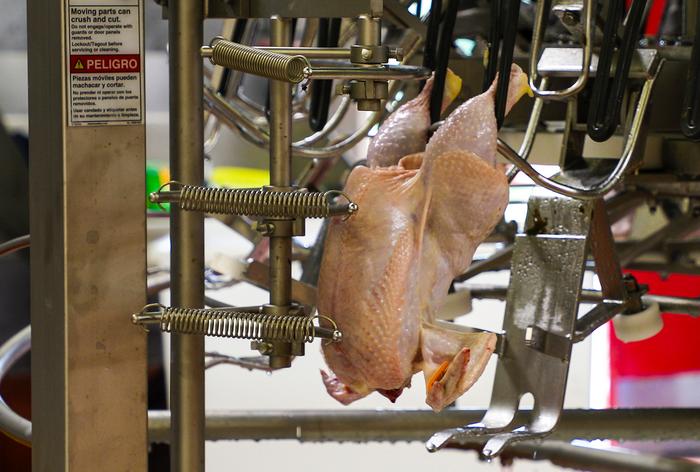 Poultry shackle conveyor