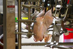 Poultry shackle conveyor