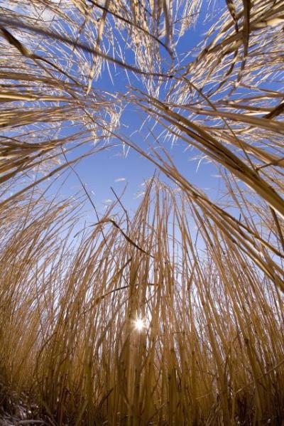 <i>Miscanthus</i>
