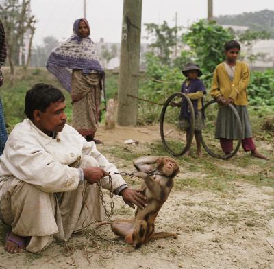 Performing Monkey in Bangladesh