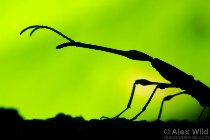 Brentidae