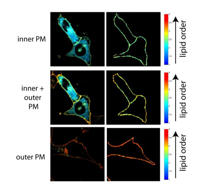Differences in Membrane Order Between the Inside and Outside Bilayer Are Both Obvious and Striking