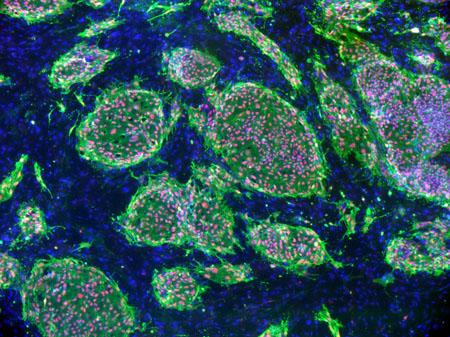 Cultured Stem Cells