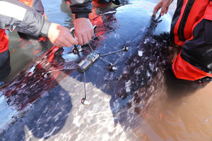 Attaching a satellite-linked transmitter (biotag) to a live-captured narwhal