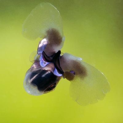 Sea Butterfly