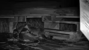 River Otters at Play