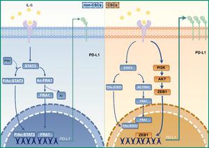How Cancer Stem Cells Evade Immunotherapy