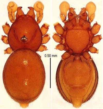 <i>Sinamma oxycera</i>
