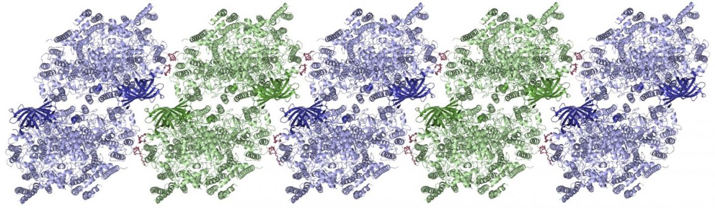 Photosynthesis in X-ray Vision