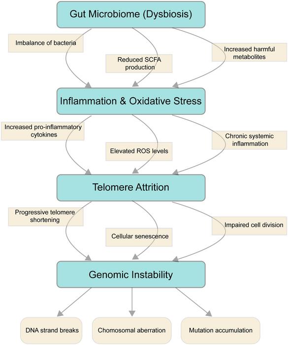 The pathways linking gut microbiome dysbiosis, telomere attrition, and genomic instability