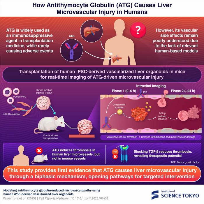 How Antithymocyte Globulin (ATG) Causes Liver Microvascular Injury in Humans