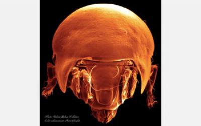 Scanning Electron Microscopy Image