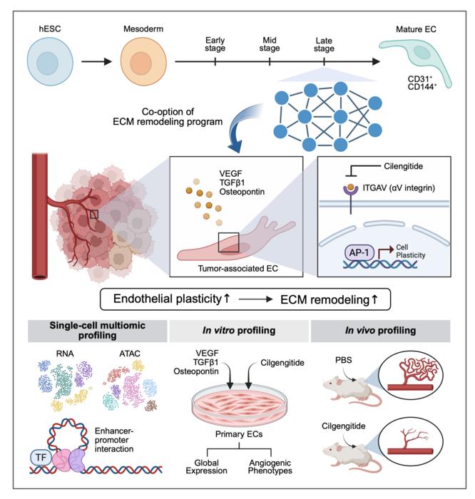 KAIST Identifies New Therapeutic Target by Revealing How Cancer ‘Hijacks’ the Blueprint for Blood Vessel Development