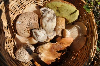 Mushrooms