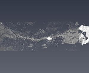 CT image Acronichthys maccagnoi fossil