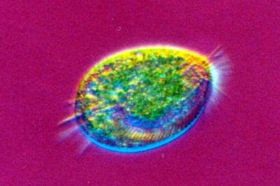 A Codon's Two Faces (3 of 3)