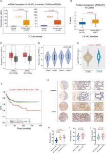 MFAP2 is identified as a potential prognostic biomarker for colorectal cancer (CRC).