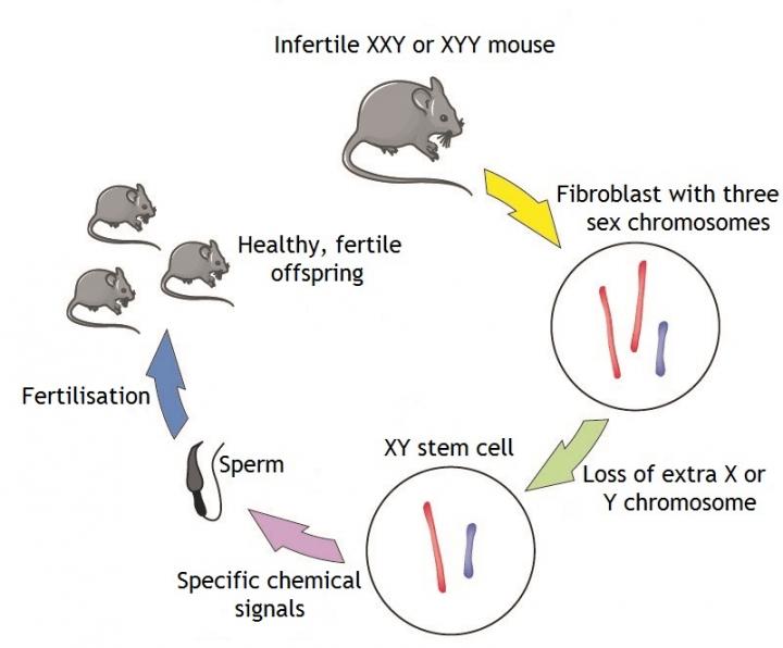 Research Schematic