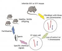 Research Schematic
