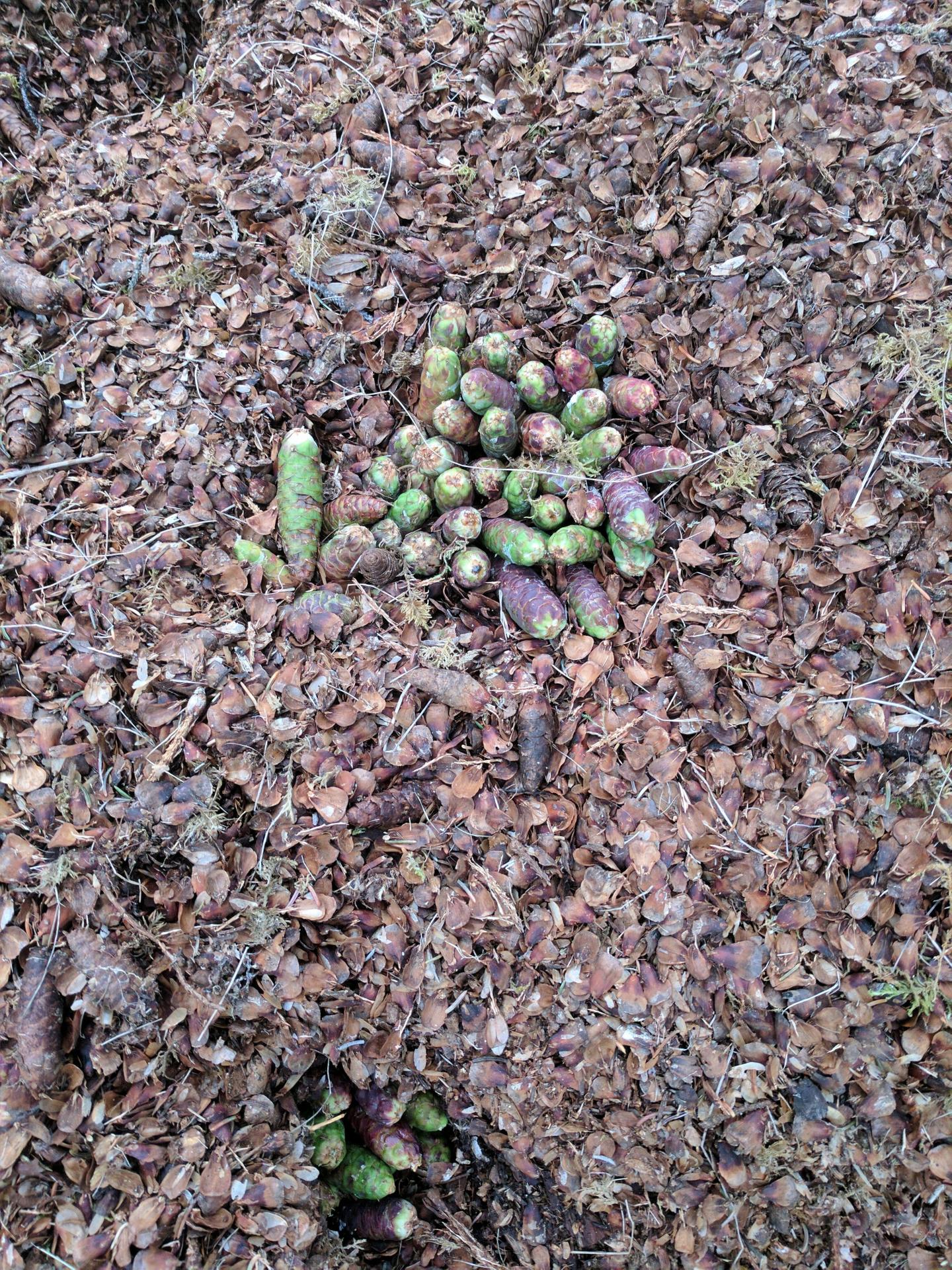 Red Squirrel's Midden
