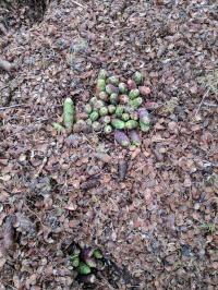 Red Squirrel's Midden