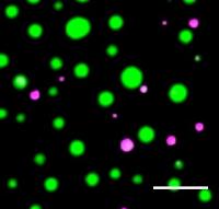 Two Different Droplet Complexes