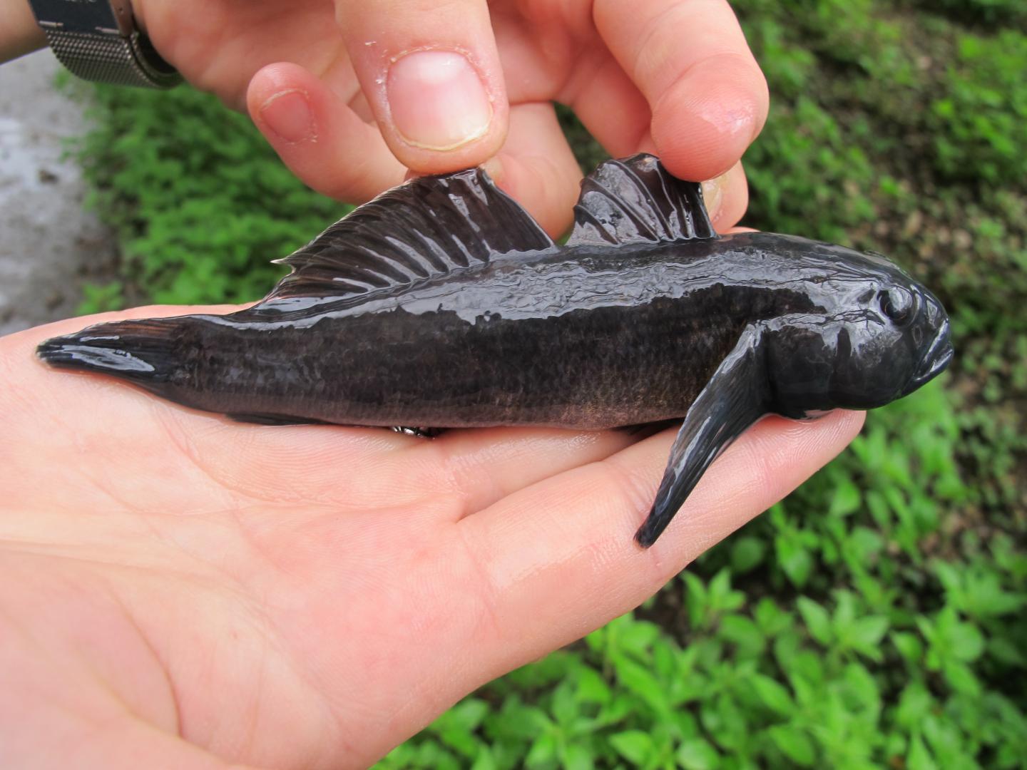 Ponto-Caspian Goby
