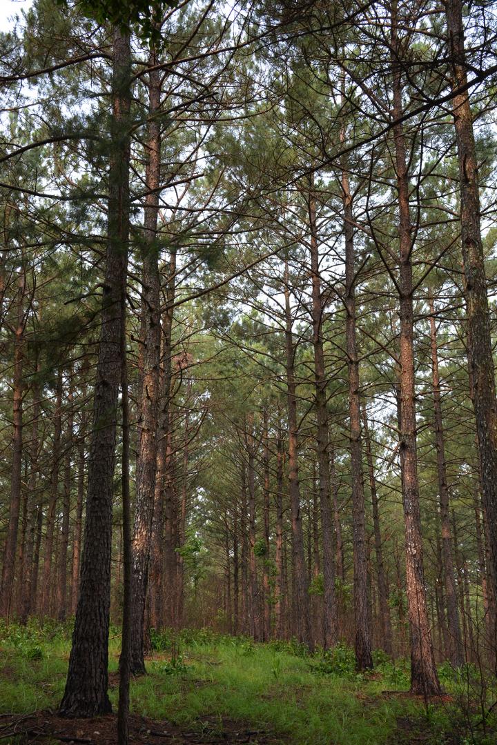 Healthy Pine Stand