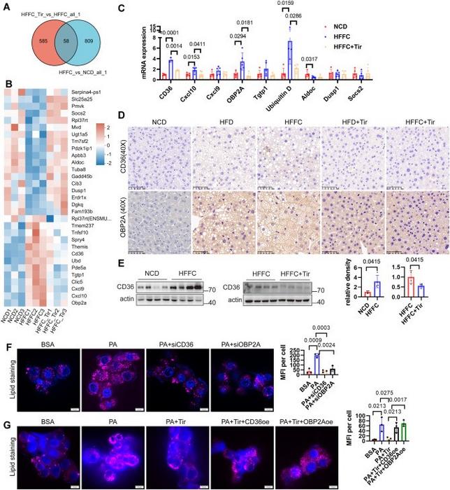Tirzapetide reduces hepatic lipid accumulation by down-regulating the expression of CD36 and OBP2A.