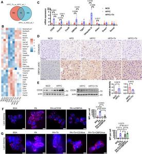 Tirzapetide reduces hepatic lipid accumulation by down-regulating the expression of CD36 and OBP2A.