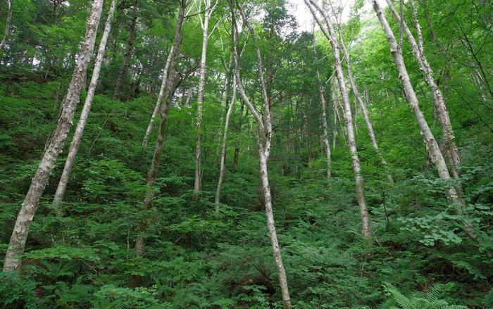 Betula costata forest in Nakanoyu, Matsumoto city, Nagano, Japan