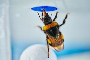 A bumble bee standing on a ball