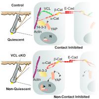 Relationship between loss of junctional stability and increased signalling