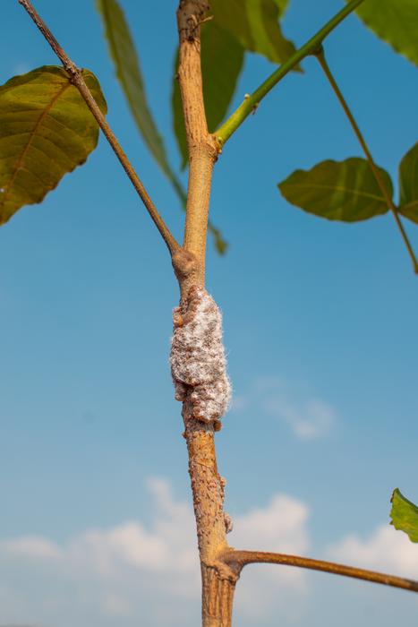 Lac insects surrounded by their resin seen attached on their host plant_2
