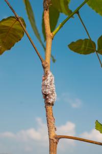 Lac insects surrounded by their resin seen attached on their host plant_2