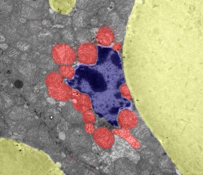 Mitochondiren in braunem Fettgewebe