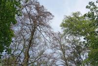 Beech Tree 2019