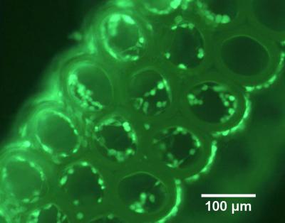 3-D Printing of Scaffolds for Tissue Engineering