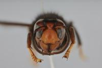The Specimen of <i>Vespa velutina</i> Collected in Hamburg, Frontal View