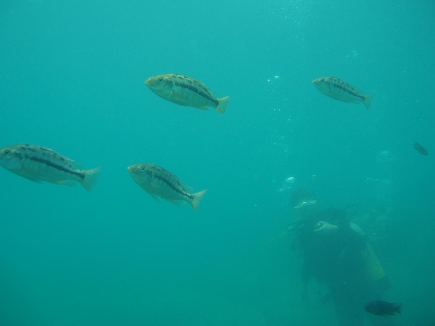 Cichlids