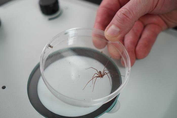 Brown recluse in lab -- credit USF