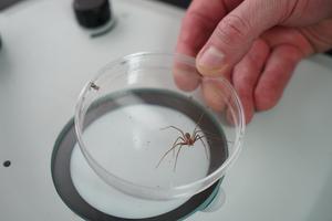 Brown recluse in lab -- credit USF
