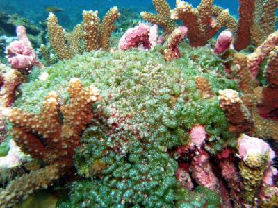 Coral (Acropora)