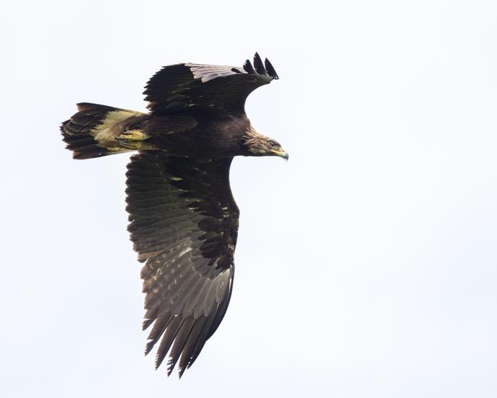 Golden Eagle
